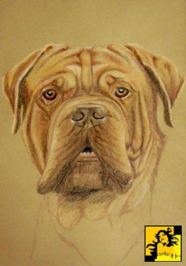 mastiff - portret