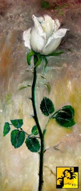 biała róża