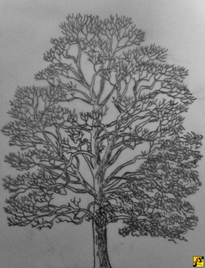 Drzewo II