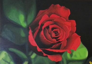 róża