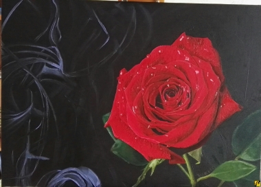 róża 2