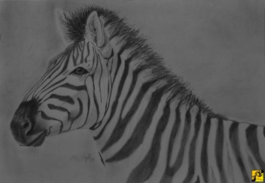 Zebra 2