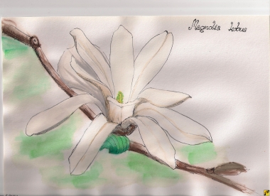 magnolia