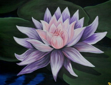 Water lily