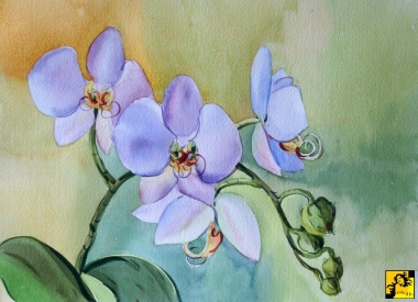 orchidea