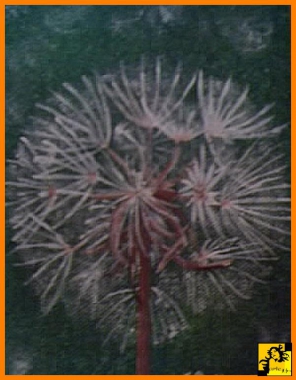 Taraxacum officinale 