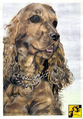 Spaniel