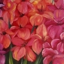 Gladiolusy 