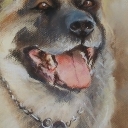 akita