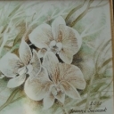 Phalaenopsis w zieleni