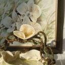 Phalaenopsis w zieleni koszyczek