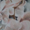 Cykl Portrety Orchidei c