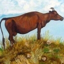 Stepowa krowa