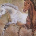 Dzikie konie (2)