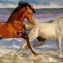 Dzikie konie (3)