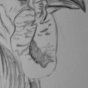 Kogut 