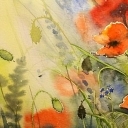 Poppies