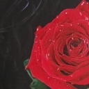 róża 2