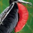 Frigatebird