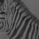 Zebra 2