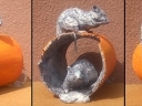 Szczury