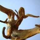 szczyrkowska ośmiornica