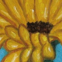 kwiat gerbery