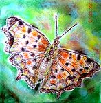 motyl