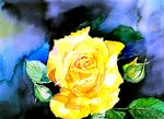Rose gelb Rose gelb