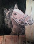 konik konik