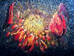tulipany