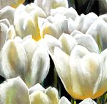 Tulipany białe Tulipany białe