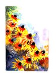Rudbekie Rudbekie