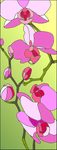 orchidee