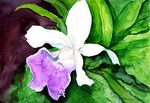 Cattleya Cattleya