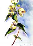 Jasmin Jasmin