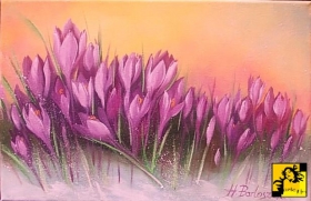Krokusy