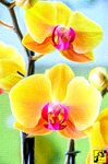 NATURA