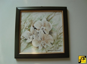 Phalaenopsis w zieleni