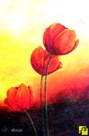 Trzy tulipany