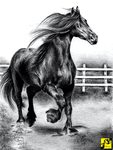 BLACK HORSE