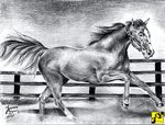 HORSE