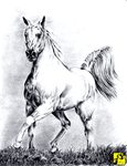 WHITE HORSE