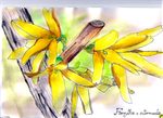 forsycja