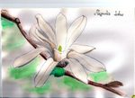 magnolia