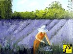 Lavendula