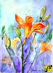 Liliowce Liliowce