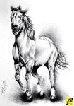 DAS PFERD
