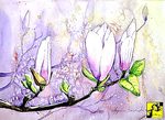 Magnolia Magnolia