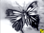 motyl motyl